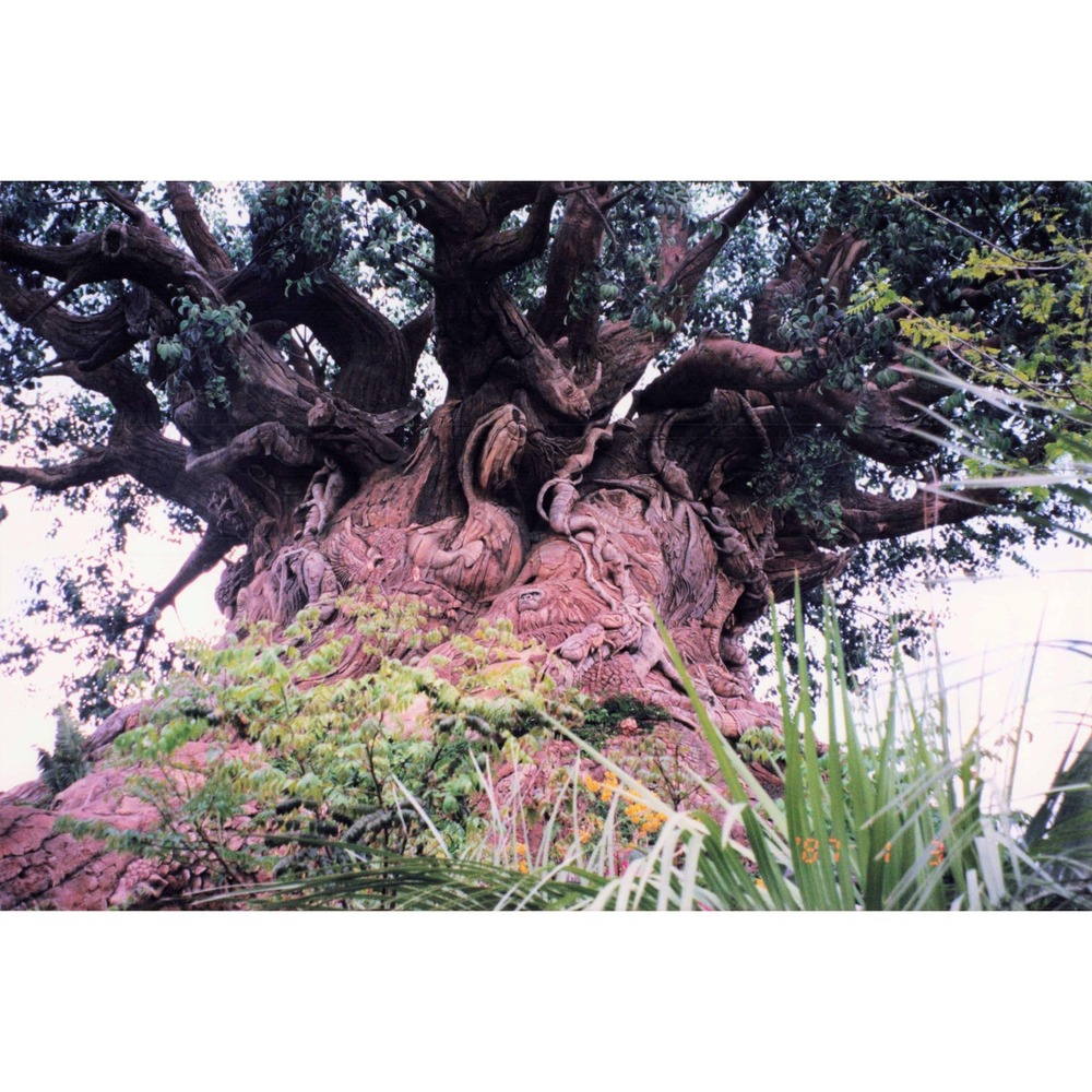 Disney Animal Kingdom Tree of Life Photo 1990s Found Snapshot Vintage Print - Picture 1 of 2